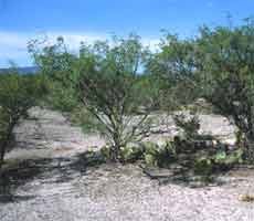 Ariocarpus kotschoubeyanus