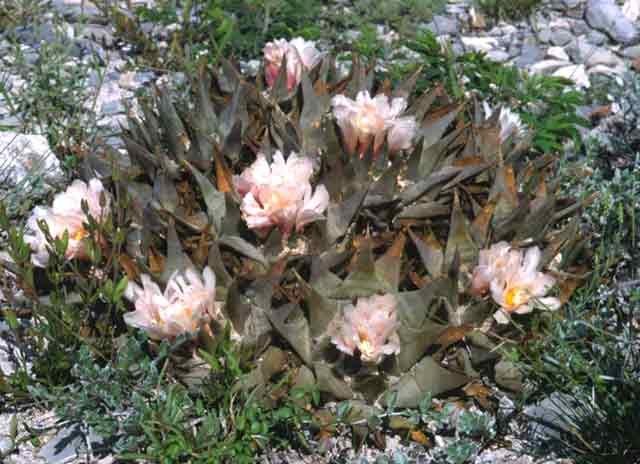 Ariocarpus retusus