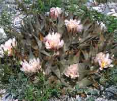 Ariocarpus retusus