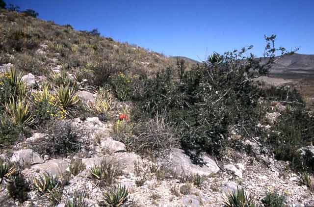 Ariocarpus retusus