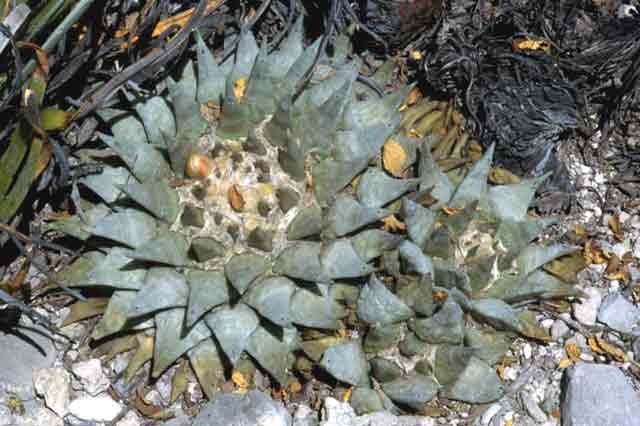 Ariocarpus retusus