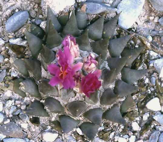 Ariocarpus retusus