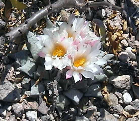 Ariocarpus retusus