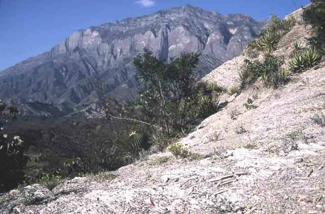 Ariocarpus scaphirostris