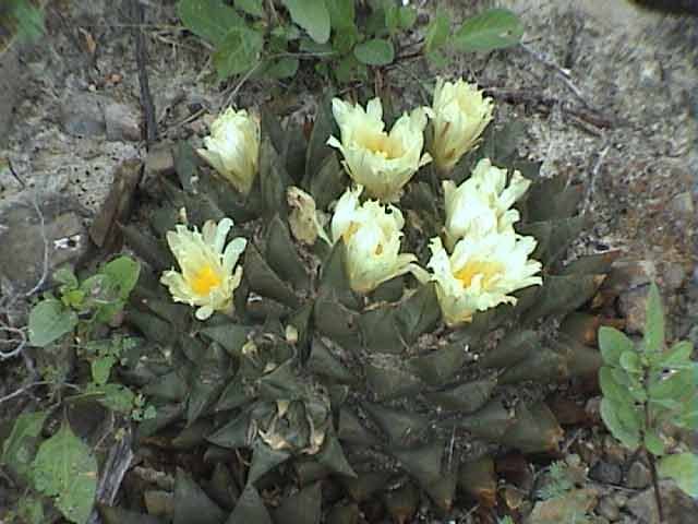 Ariocarpus trigonus