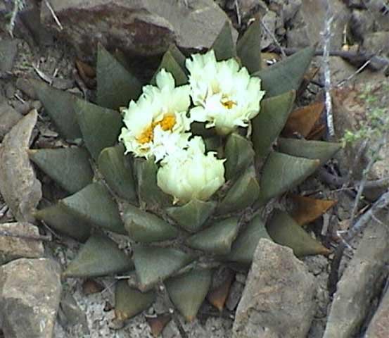 Ariocarpus trigonus