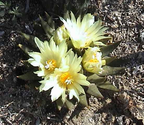 Ariocarpus trigonus