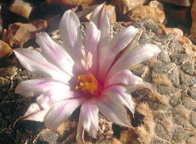 Ariocarpus kotschoubeyanus albiflorus