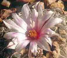 Ariocarpus kotschoubeyanus albiflorus