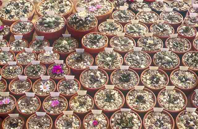 Ariocarpus group