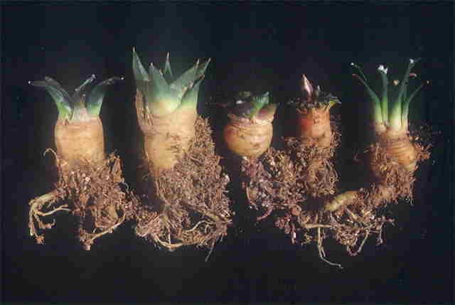 Ariocarpus young plants