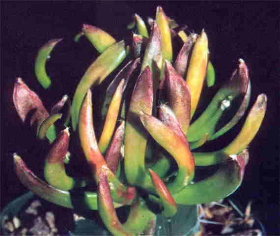 A. retusus x A. agavoides