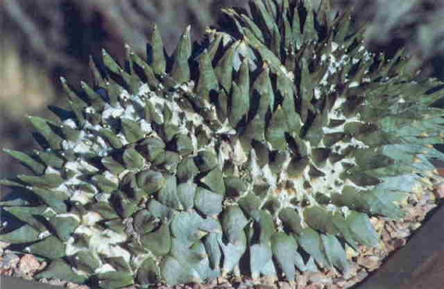 Crest of A. retusus var. furfuraceus