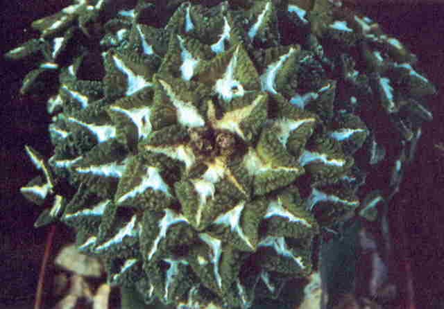 . kotschoubeyanus x A. fissuratus