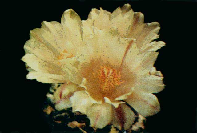 A.kotschoubeyanus f. albiflora x A. trigonus