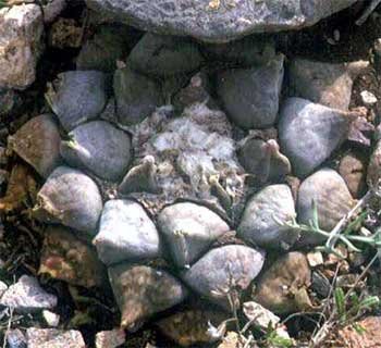Ariocarpus retusus