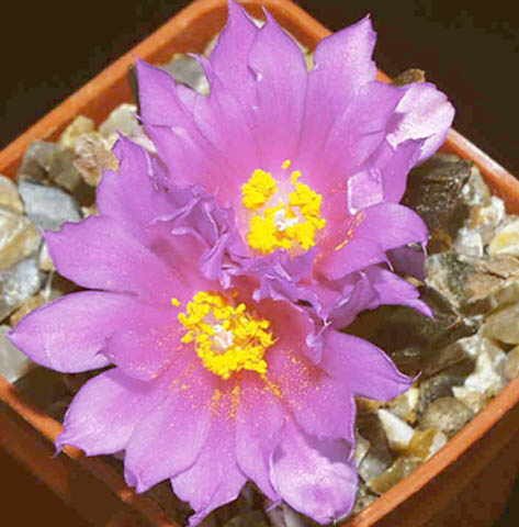 Ariocarpus scaphirostris