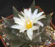 Ariocarpus trigonus horacekii