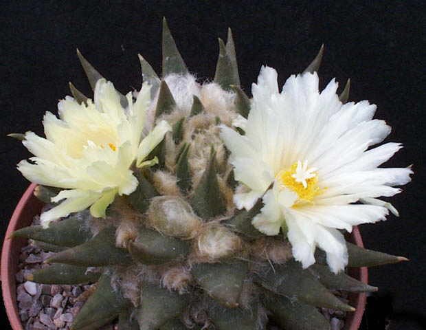 Ariocarpus trigonus