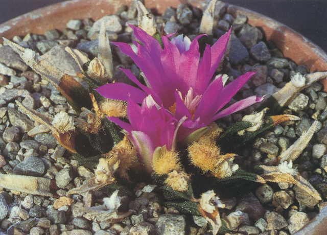 Ariocarpus agavoides