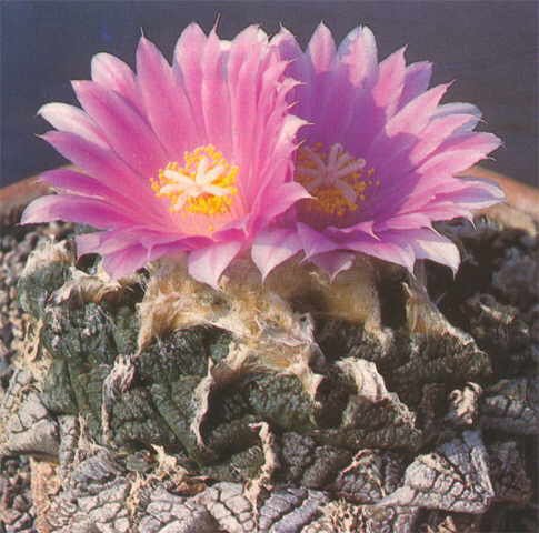 Ariocarpus fissuratus