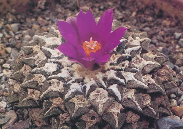 Ariocarpus kotschoubeyanus