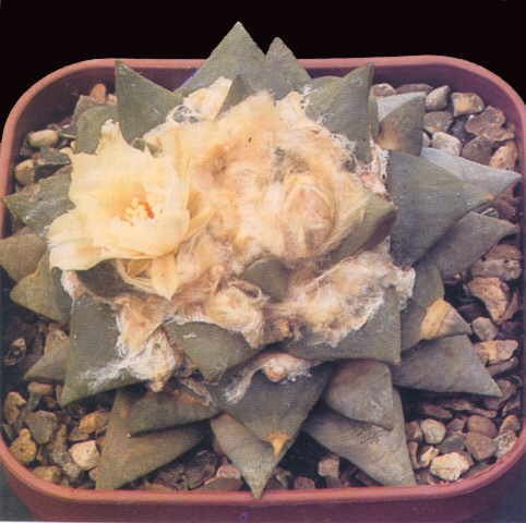 Ariocarpus retusus