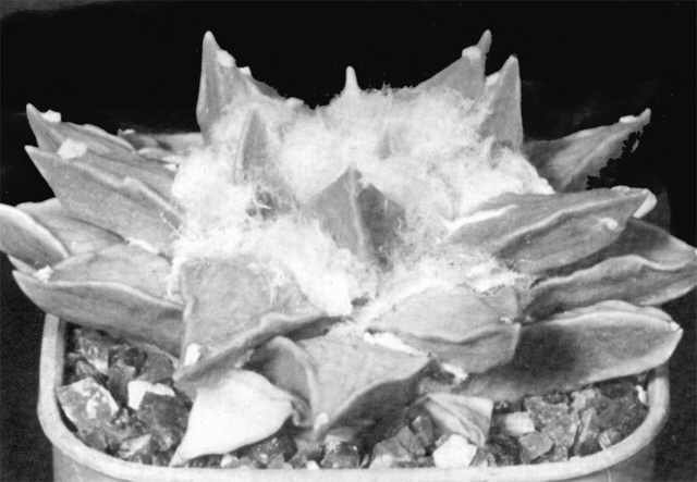 Ariocarpus furfuraceus