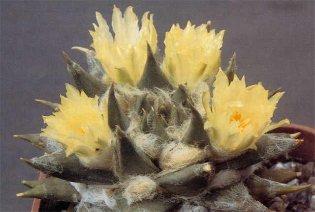 Ariocarpus trigonus